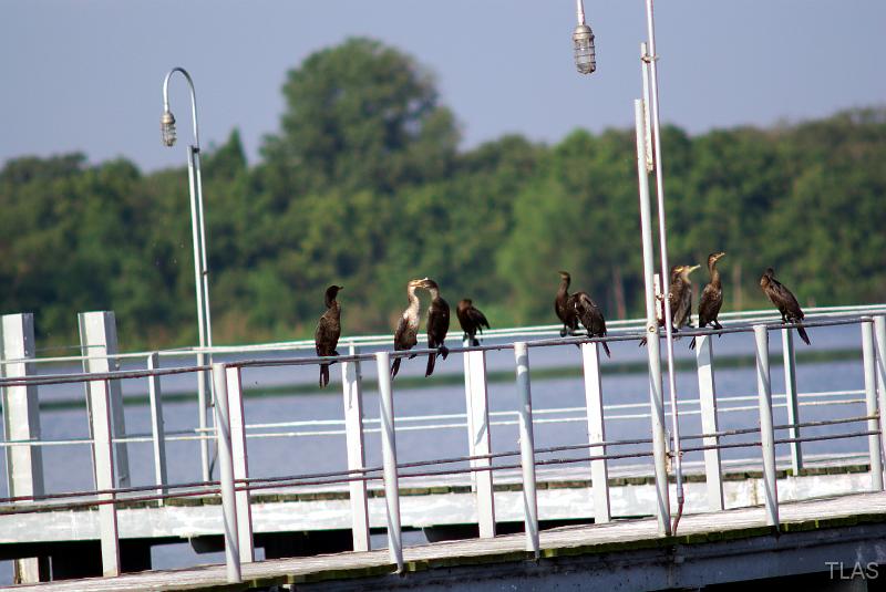 Neotropic & Double Crested Cormorants
